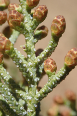 Cupressus nevadensis