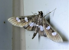 Desmia