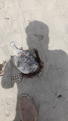 Chilomycterus reticulatus