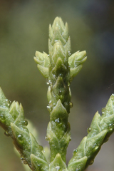 Cupressus nevadensis
