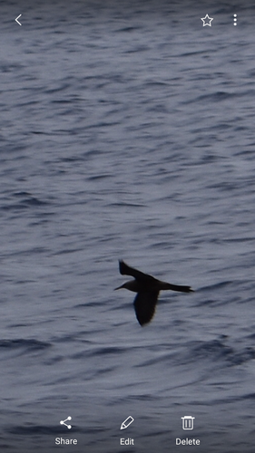 Anous tenuirostris