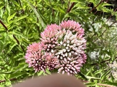 Eupatorium formosanum