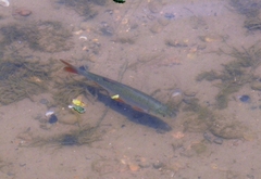 Scardinius erythrophthalmus