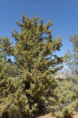 Cupressus nevadensis
