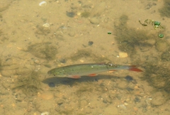 Scardinius erythrophthalmus