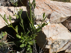 Montinia caryophyllacea