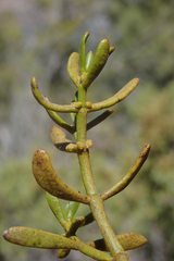 Phoradendron bolleanum densum
