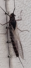 Leptophlebia