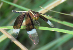 Neurothemis tullia