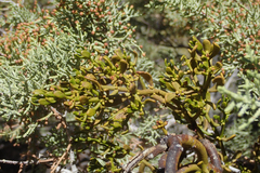 Phoradendron bolleanum densum