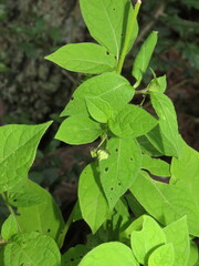 Jaltomata procumbens