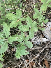 Rubus trivialis
