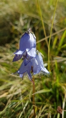 Campanula barbata