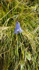 Campanula barbata