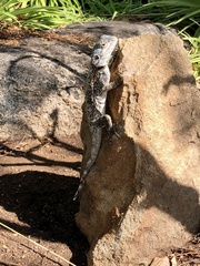 Acanthocercus atricollis