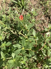 Portulaca umbraticola