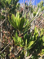 Morella californica