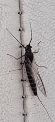 Leptophlebia