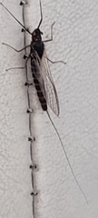 Leptophlebia