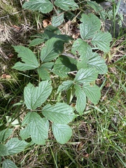 Rubus dasyphyllus