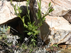 Montinia caryophyllacea