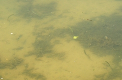 Scardinius erythrophthalmus
