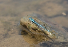 Erythromma lindenii