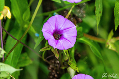 Ipomoea cordatotriloba