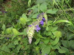Salvia longispicata