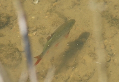 Scardinius erythrophthalmus