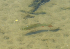 Scardinius erythrophthalmus
