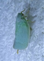 Flatormenis proxima