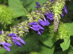 Salvia longispicata