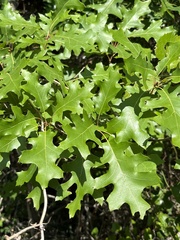 Quercus buckleyi