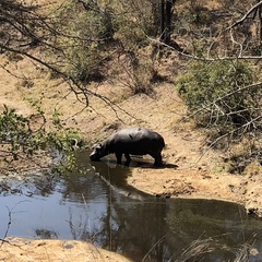 Hippopotamus amphibius