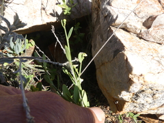 Montinia caryophyllacea