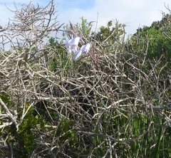 Gladiolus caeruleus