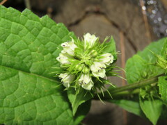 Lepechinia caulescens