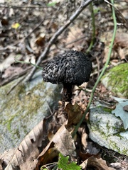 Strobilomyces strobilaceus