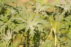 Erysiphaceae