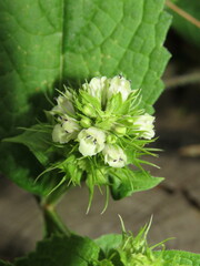 Lepechinia caulescens