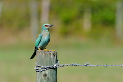 Coracias garrulus