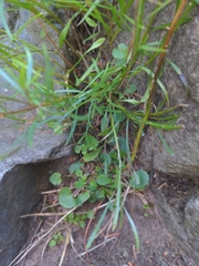 Campanula rotundifolia