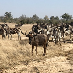 Connochaetes taurinus taurinus
