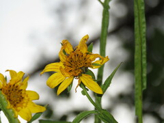 Verbesina pantoptera