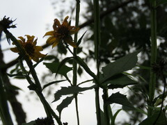 Verbesina pantoptera