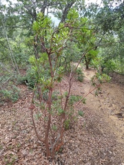 Comarostaphylis