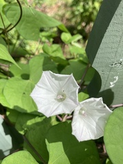 Ipomoea lacunosa