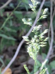 Poa pratensis