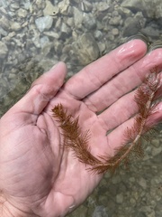 Myriophyllum sibiricum